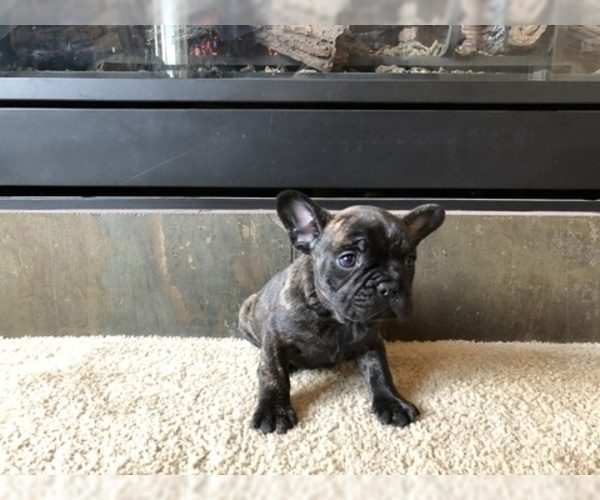 Medium Photo #5 French Bulldog Puppy For Sale in CO SPGS, CO, USA