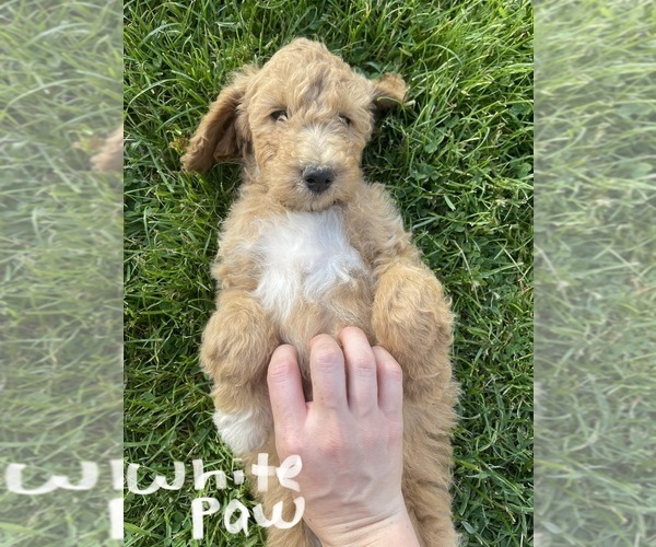 Medium Photo #2 Poodle (Standard) Puppy For Sale in FRANKLINVILLE, NY, USA