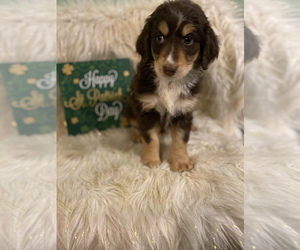 Aussiedoodle Puppy for sale in BEECH GROVE, IN, USA