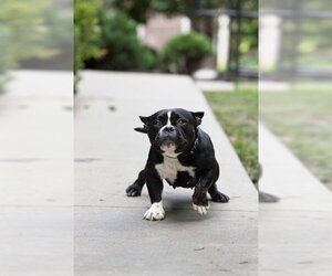 American Bulldog-Unknown Mix Dogs for adoption in Belleville, IL, USA