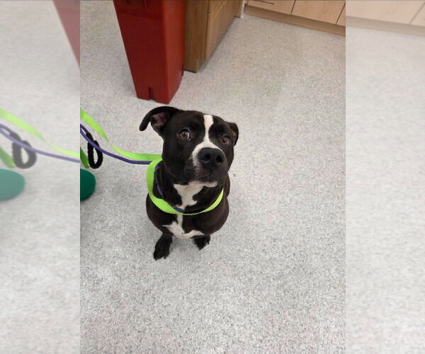 Medium Photo #2 American Staffordshire Terrier-Unknown Mix Puppy For Sale in Lake Forest, CA, USA