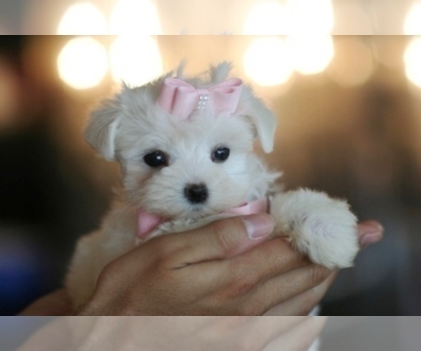 Medium Photo #5 Maltese Puppy For Sale in NEW YORK, NY, USA