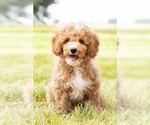 Small Photo #10 Goldendoodle-Poodle (Miniature) Mix Puppy For Sale in SHIPSHEWANA, IN, USA