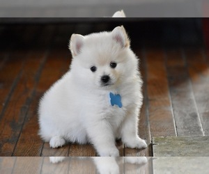 Pomeranian Puppy for sale in COMMERCE, CA, USA