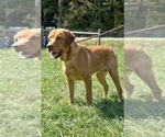 Small Photo #1 Labrador Retriever Puppy For Sale in NEOLA, WV, USA