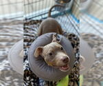 Small #7 American Pit Bull Terrier Mix