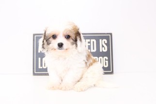 Cavachon Puppy for sale in NAPLES, FL, USA