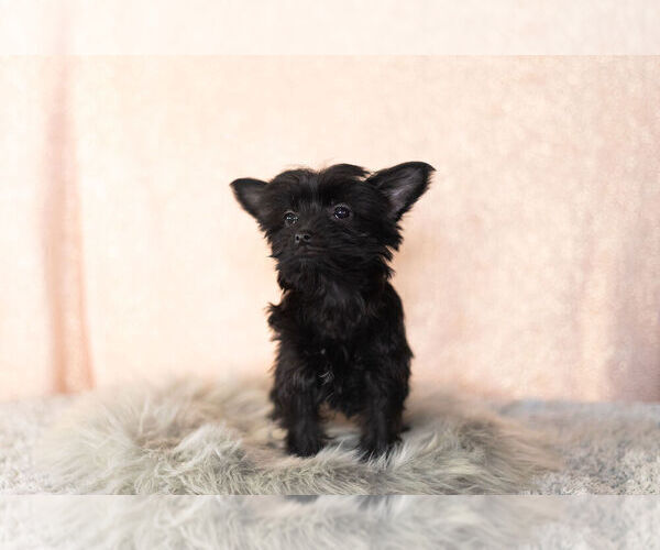 Medium Photo #12 YorkiePoo Puppy For Sale in NAPPANEE, IN, USA