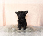 Small Photo #12 YorkiePoo Puppy For Sale in NAPPANEE, IN, USA