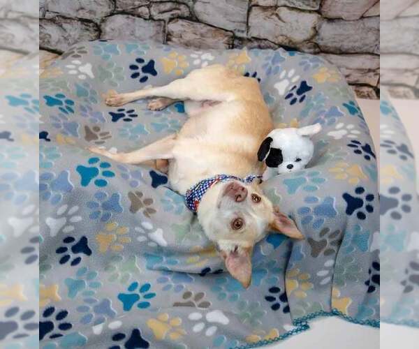 Medium Photo #4 Chihuahua-Unknown Mix Puppy For Sale in Kennesaw, GA, USA