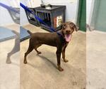 Small Doberman Pinscher