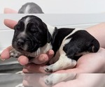 Puppy Poe English Springer Spaniel