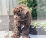 Small #5 Havanese