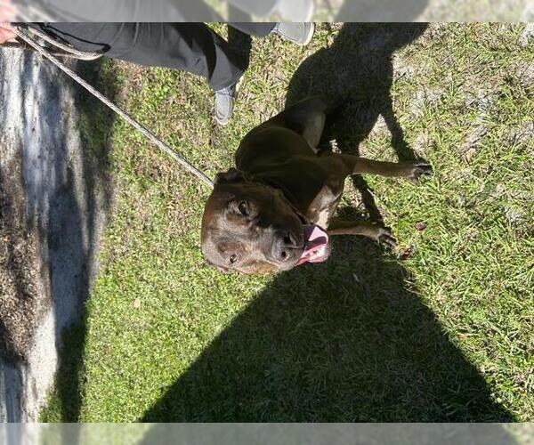 Medium Photo #1 Labrador Retriever-Unknown Mix Puppy For Sale in Ocala, FL, USA