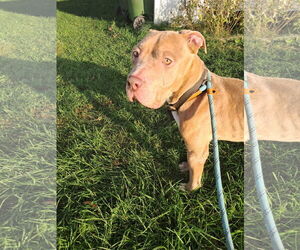 American Pit Bull Terrier-Unknown Mix Dogs for adoption in Princeton, MN, USA