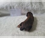 Small Photo #8 Dachshund Puppy For Sale in PINSON, AL, USA