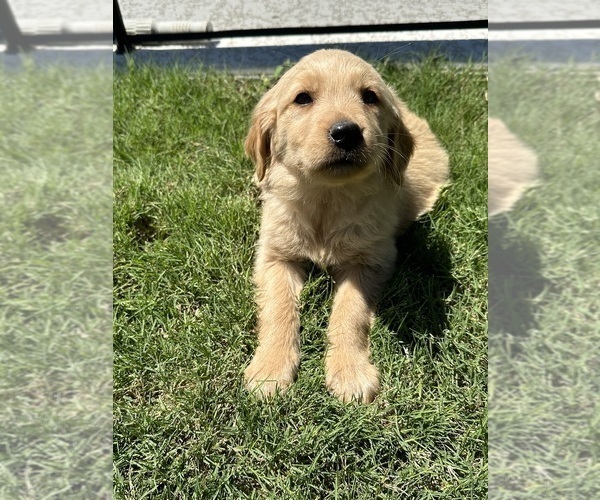 Medium Photo #4 Golden Retriever Puppy For Sale in PAIGE, TX, USA