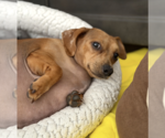 Small #5 Dachshund