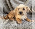 Small #2 Morkie