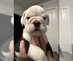 Puppy Elvis English Bulldog