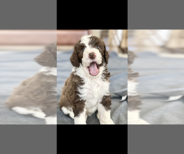 Medium Photo #1 Bernedoodle Puppy For Sale in ALPINE, CA, USA