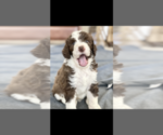 Small Photo #1 Bernedoodle Puppy For Sale in ALPINE, CA, USA