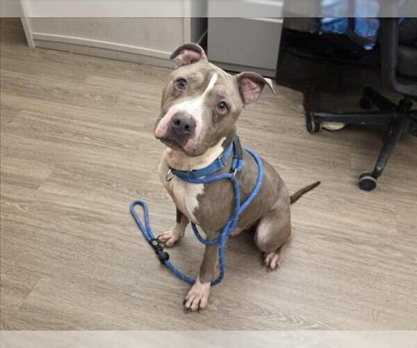 Medium Photo #3 Mutt Puppy For Sale in Martinez, CA, USA