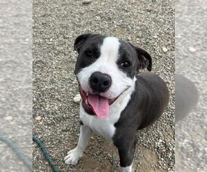American Pit Bull Terrier-Unknown Mix Dogs for adoption in Santa Maria, CA, USA