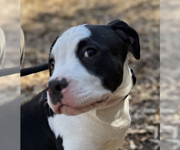 Medium Photo #1 American Pit Bull Terrier Puppy For Sale in San Diego, CA, USA