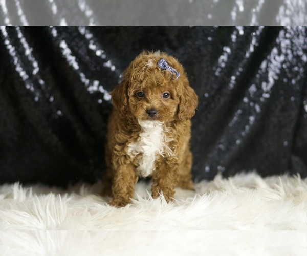 Medium Photo #5 Poodle (Toy) Puppy For Sale in WARSAW, IN, USA