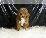 Small #4 Poodle (Toy)