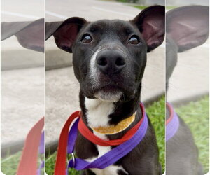 Gamora and Nebula - Female Labrador Retriever-Unknown Mix Dog for Adoption - Photo #5