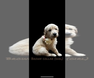 English Cream Golden Retriever Puppy for sale in PORT SAINT LUCIE, FL, USA