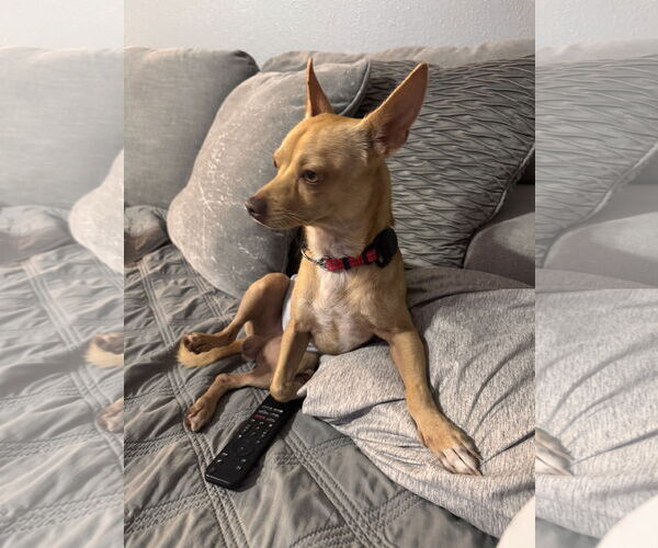 Medium Photo #6 Chihuahua Puppy For Sale in Valrico, FL, USA