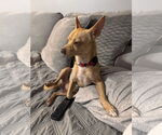 Small #5 Chihuahua