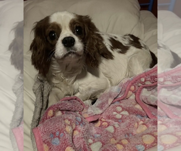 Medium Photo #1 Cavalier King Charles Spaniel Puppy For Sale in ELIZABETHTON, TN, USA