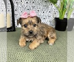 Small Photo #3 Yorkshire Terrier Puppy For Sale in FRANKLIN, IN, USA