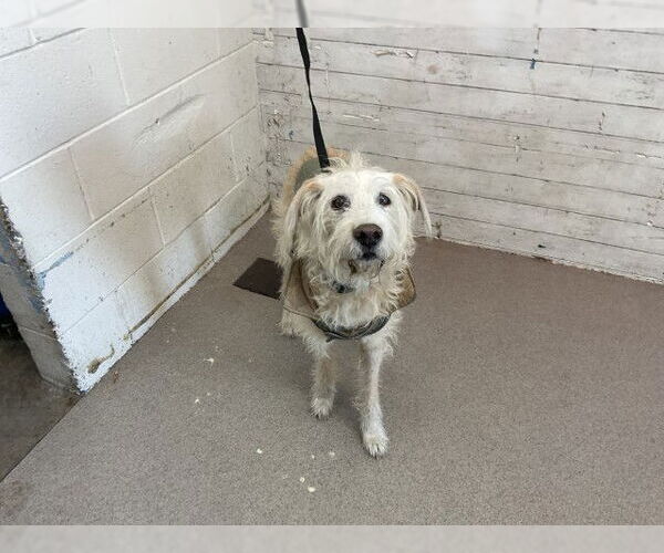 Medium Photo #1 Mutt Puppy For Sale in San Bernardino, CA, USA