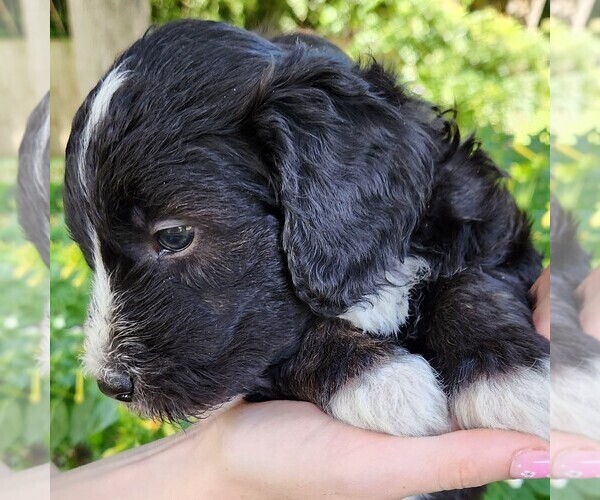 Medium Photo #3 F2 Aussiedoodle Puppy For Sale in COLUMBIA, TN, USA