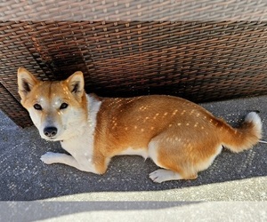 Mother of the Pom-Shi puppies born on 06/19/2025