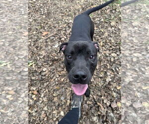 Midnight - Male Mutt Dog for Adoption - Photo #2