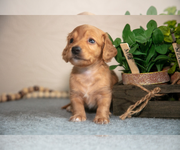 Medium Photo #4 Dachshund Puppy For Sale in NAPPANEE, IN, USA