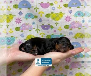 Dachshund Puppy for sale in WINNSBORO, LA, USA