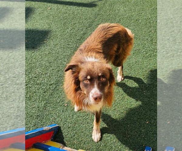 Medium Photo #1 Australian Shepherd-Unknown Mix Puppy For Sale in Rockwall, TX, USA