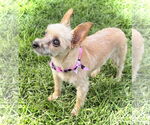 Small #1 Mutt