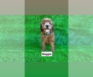 Goldendoodle (Miniature) Puppy for sale in CHULA VISTA, CA, USA