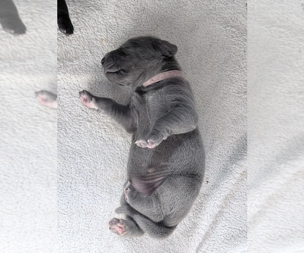 Medium Photo #5 Great Dane Puppy For Sale in OLATHE, CO, USA