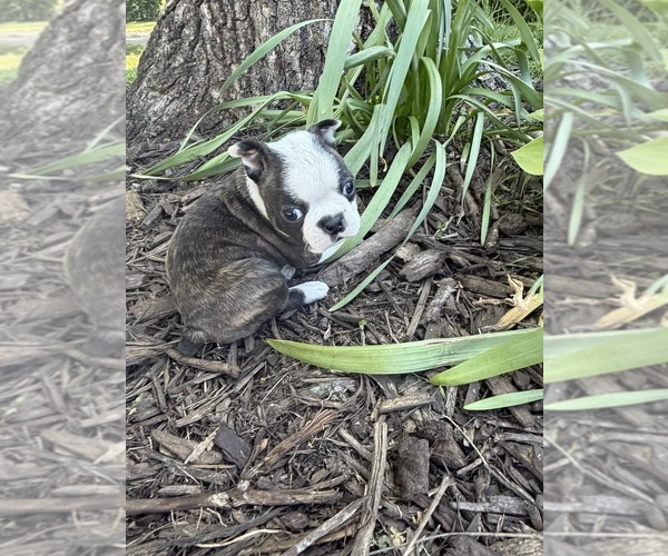 Medium Photo #4 Boston Terrier Puppy For Sale in FREDONIA, KS, USA