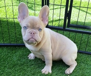 French Bulldog Puppy for sale in LAS VEGAS, NV, USA