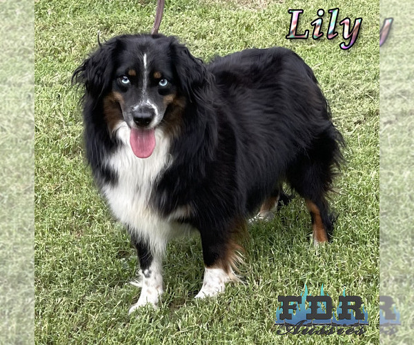 Medium Photo #1 Miniature Australian Shepherd Puppy For Sale in FORESTBURG, TX, USA
